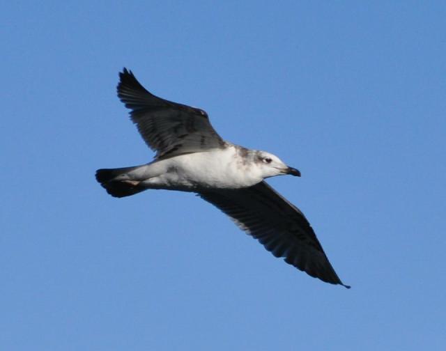 pallas gull juvenile flying